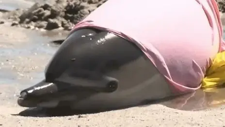 نفوق 8 دلافين على شاطئ نيوجيرسي.. ماذا حدث؟