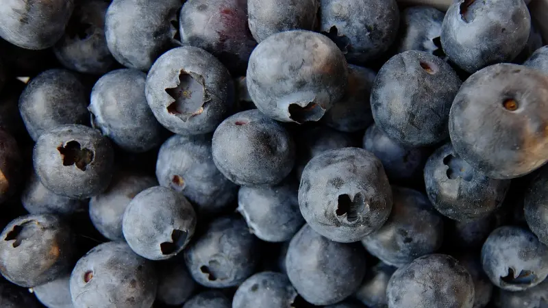 التوت التشيلي.. أمل جديد لمرضى الفشل الكلوي