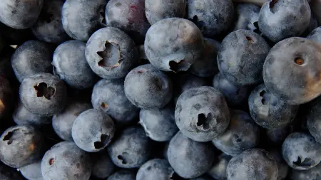 related_news_inside_blogsالتوت التشيلي.. أمل جديد لمرضى الفشل الكلوي