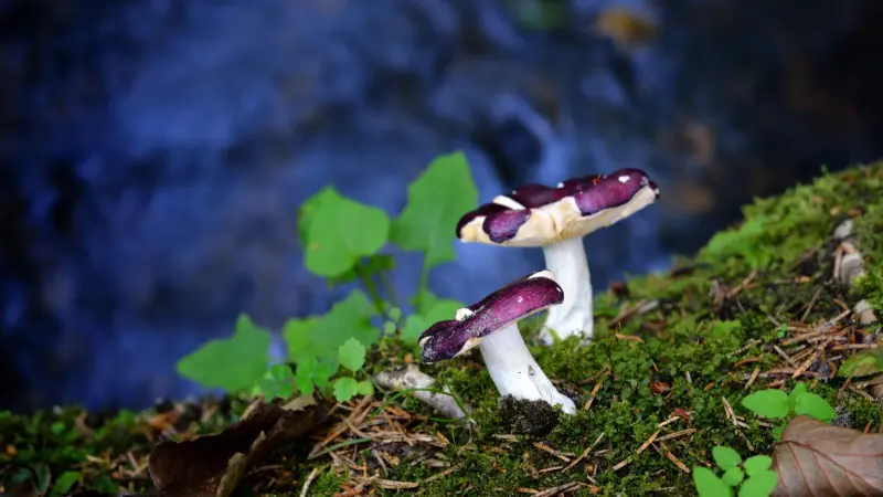 أوّل دولة تسمح باستخدام الفطر السحريّ لعلاج الاكتئاب