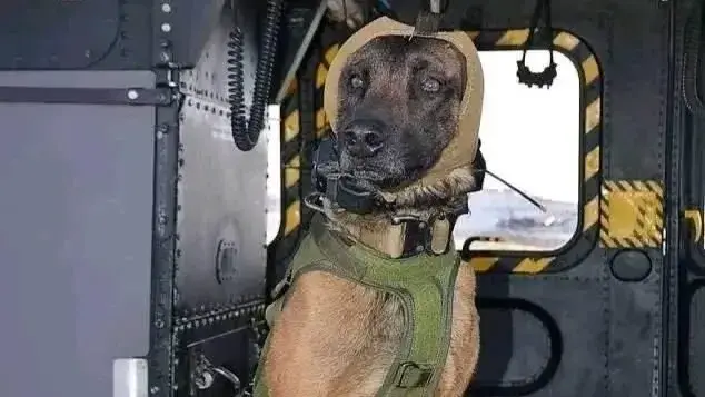 فيديو - كلاب الأثر تشارك بالبحث عن ناجين في درنة المنكوبة