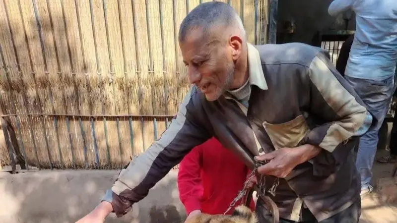 مصر.. أسد حديقة حيوان الفيوم يلتهم عم سعيد