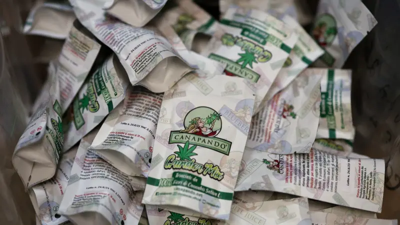 مخبأة في أشجار عيد ميلاد.. ضبط كميات ضخمة من الماريغوانا في ألمانيا