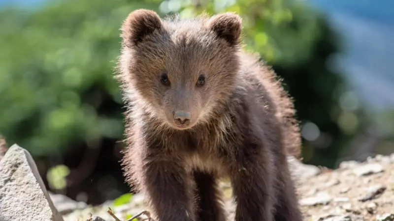 دراسة جديدة تكشف سر تطور الأدمغة لدى بعض الحيوانات