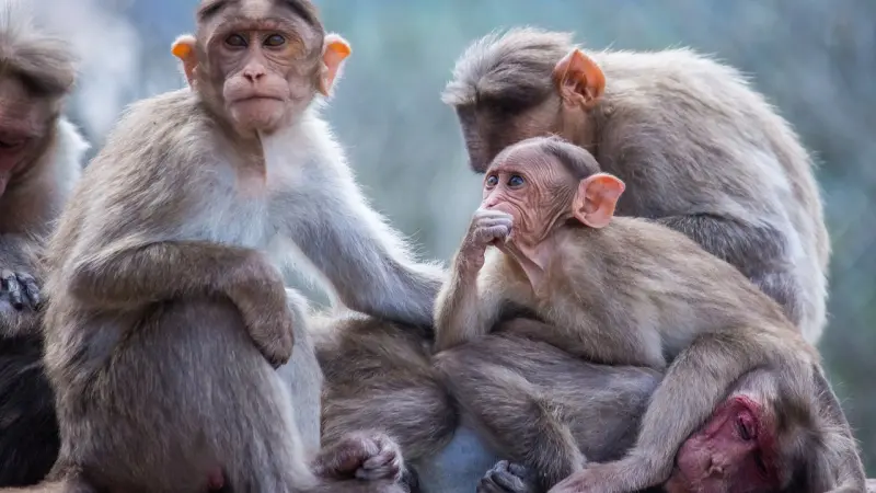 عضة قرد تصيب سائحا بفيروس نادر في هونغ كونغ