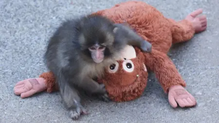 related_news_inside_blogsالحنان والتعاطف.. قصة القرد بانش التي أثرت في قلوب العالم