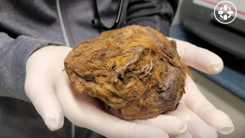 "كتلة غامضة من الفراء".. اكتشاف عمره 30 ألف عام يصدم العلماء