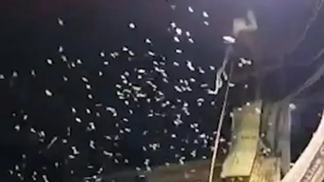 فيديو مرعب - مشاهد مقززة.. السماء تمطر ديدانا وحشرات