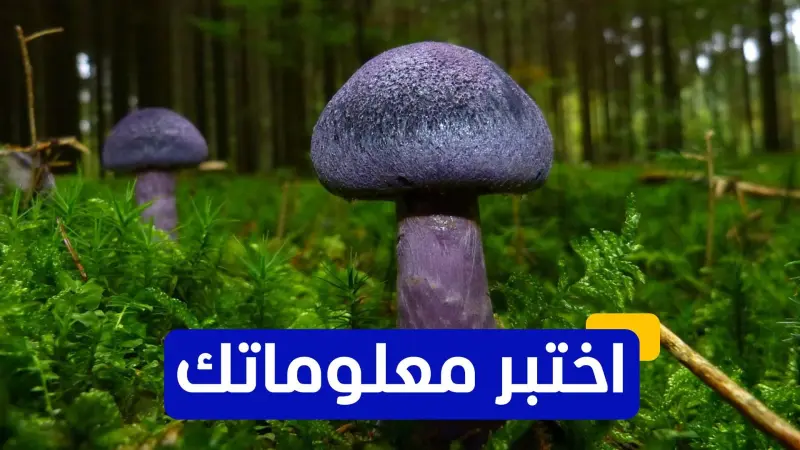 اختبر معلوماتك - أيّ من أنواع الفطر يُعتبر الأكثر سمية؟