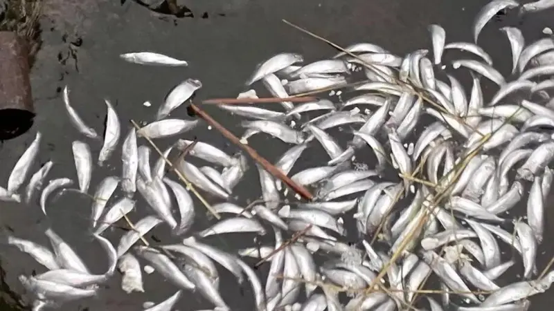 فيديو - تونس.. نفوق جماعي للأسماك وتغير في لون البحر قبالة السواحل