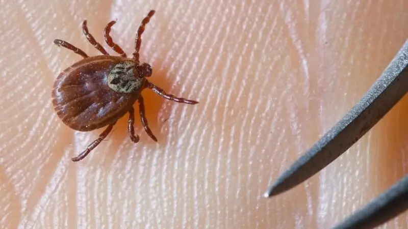 اكتشاف فيروس ينتقل عن طريق القراد في الصين