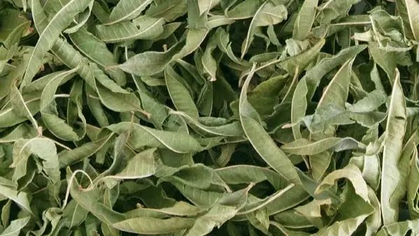 هل تصبح الملّيسة مكملًا داعمًا لصحة الدماغ؟ دراسة تجيب