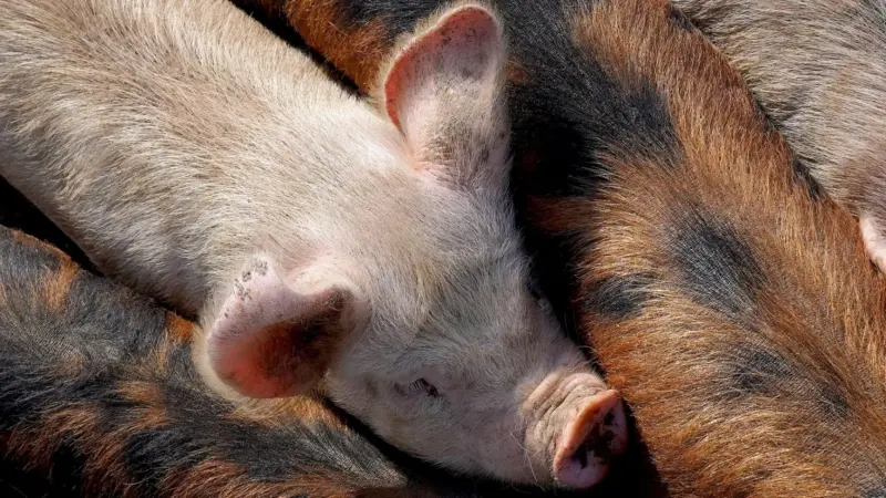 رصد 8 حالات بحمى الخنازير في إسبانيا