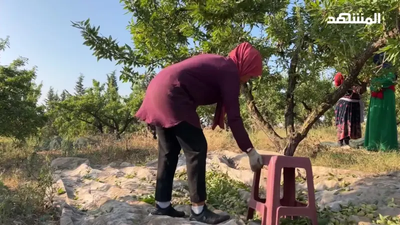 فيديو - في تونس.. العاملات في قطاع الزراعة يطالبن بتحسين ظروف عملهن