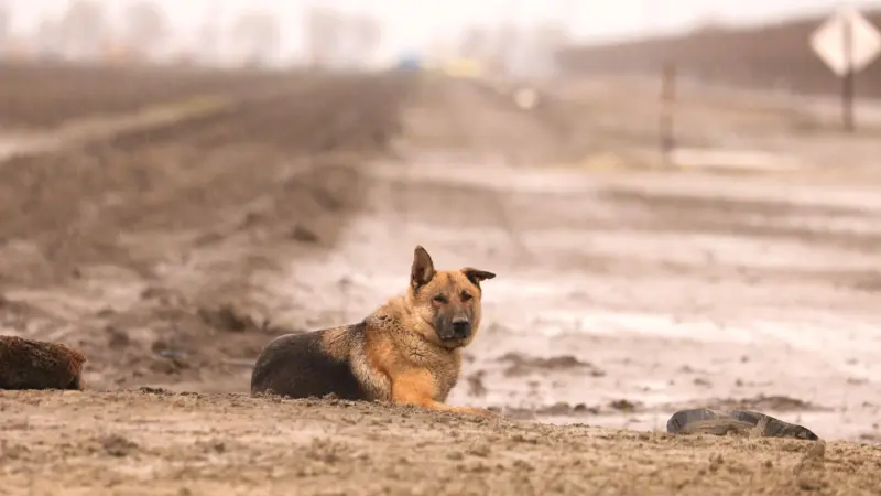 عقب وفاة "الماوي" .. ظاهرة مهاجمة الكلاب للمواطنين تثير جدلا في مصر