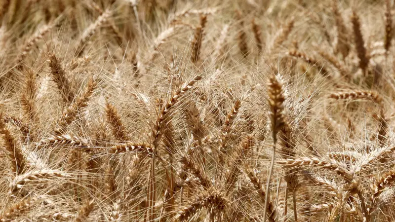 الهدنة الموقتة مع إيران تعصف بمكاسب القمح والذرة