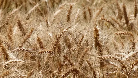 related_news_inside_blogsالهدنة المؤقتة مع إيران تعصف بمكاسب القمح والذرة