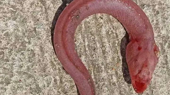 قلق وخوف.. هذه حقيقة ظهور الثعبان الأعمى على شواطئ بورسعيد