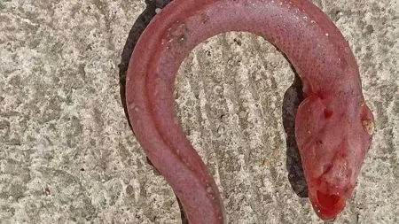 قلق وخوف.. هذه حقيقة ظهور الثعبان الأعمى على شواطئ بورسعيد