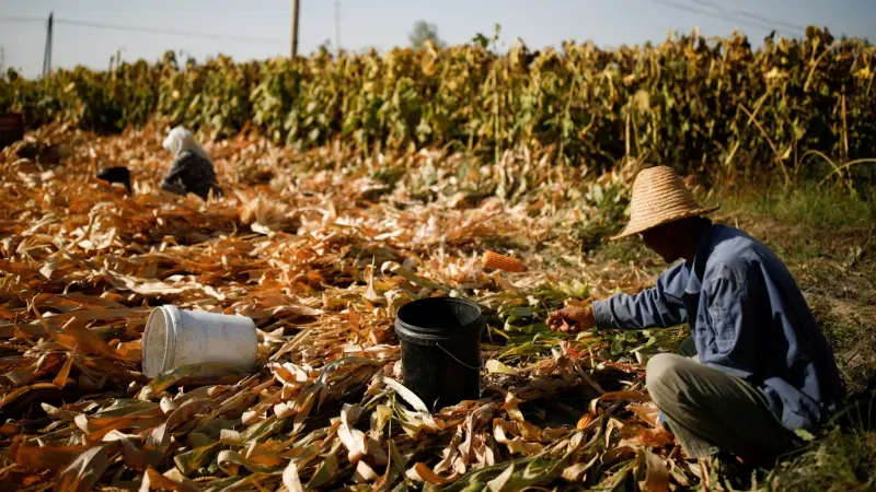 الذرة تختتم 2023 متراجعة 31% في أكبر خسارة خلال 10 أعوام