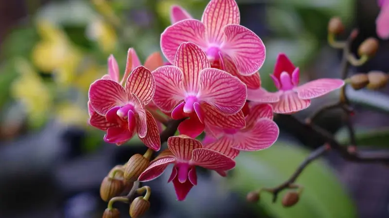 ما هي زهرة الأوركيد؟ دليلك الشامل لنبتة الملوك