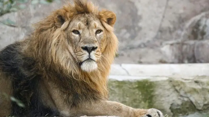 ألمانيا.. حيوان مفترس هارب يثير رعب السكان