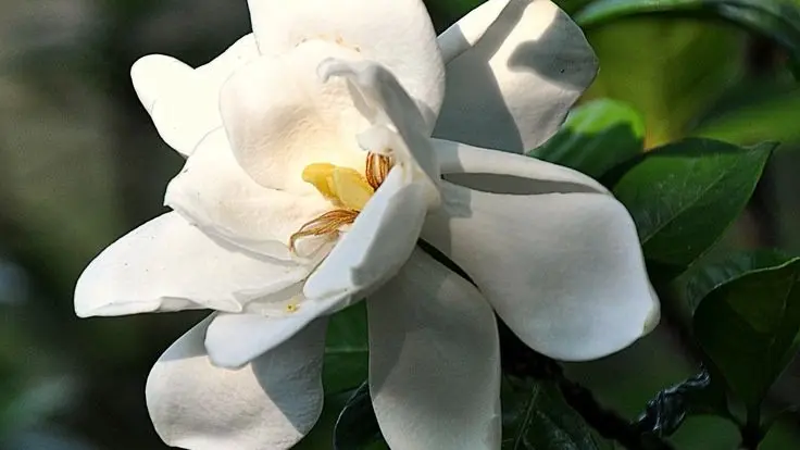 أمل.. وردة شهيرة مفتاح لتجديد الأعصاب البشرية المريضة