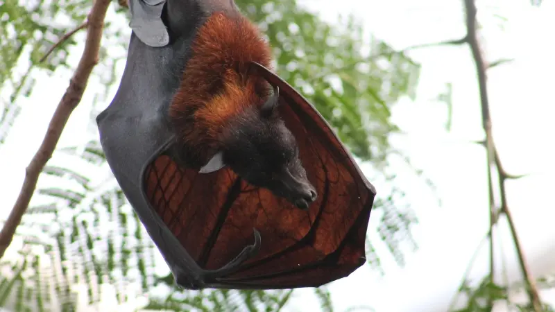 فيروس خفافيش جديد يصيب البشر بصمت.. ما مدى خطورته؟