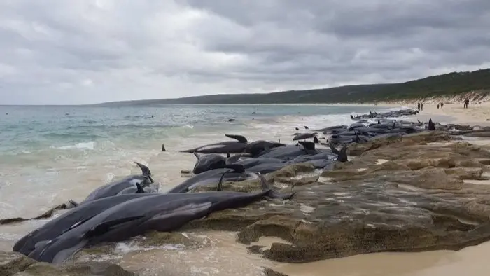فيديو - نفوق 55 حوتا جنحوا على شاطئ في اسكتلندا