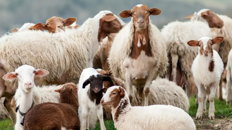 موعد وقفة عرفات وأول أيام عيد الأضحى 2026 في مصر.. الحسابات الفلكية تحسم الجدل