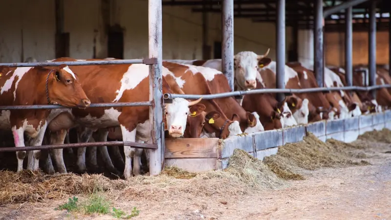 اكتشاف أول حالة لمرض جنون البقر بسويسرا