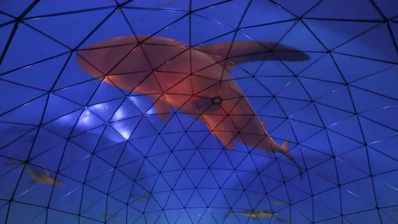 هجوم سمكة قرش يودي بحياة ممثل أميركي في هاواي