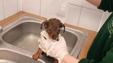 related_news_inside_blogsحالتها مزرية.. إنقاذ عشرات الكلاب من شقة في بريطانيا