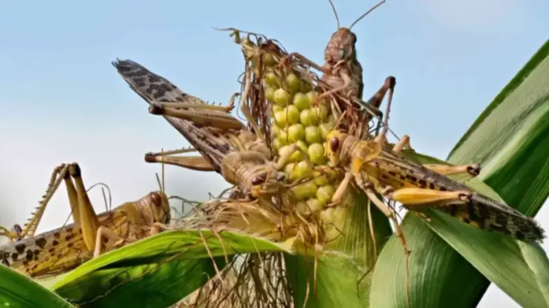 الفاو تحذر: الجراد الصحراوي يهدّد المغرب