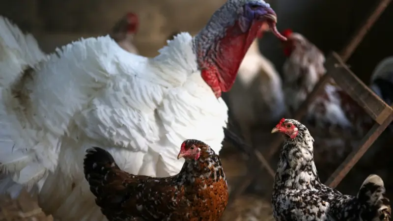 بسبب داء "نيوكاسل".. السعودية تحظر استيراد الدواجن من ولاية برازيلية