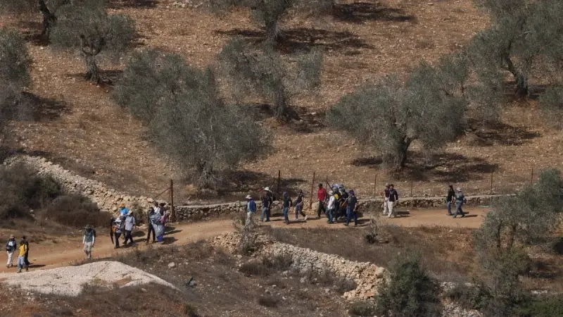 فيديو - جنود يسرقون محصول الزيتون.. والجيش الإسرائيلي يعلّق