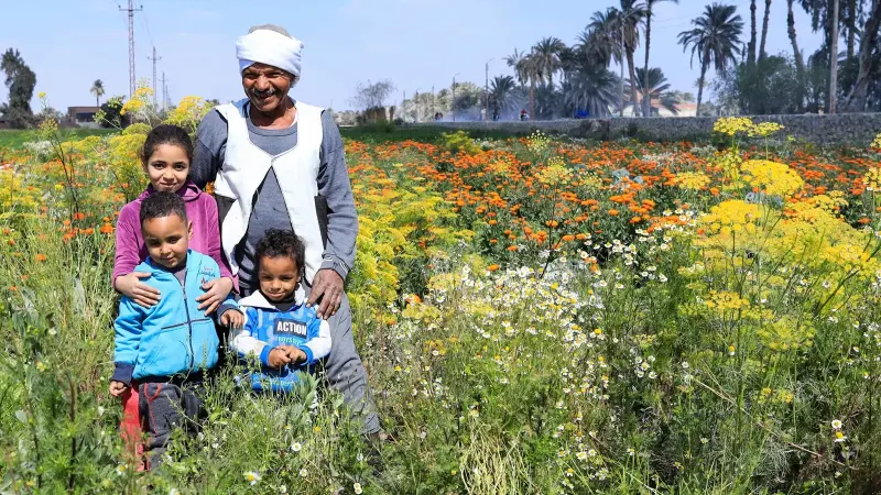 موعد صرف تكافل وكرامة مايو 2026.. خطوات الاستعلام والشروط