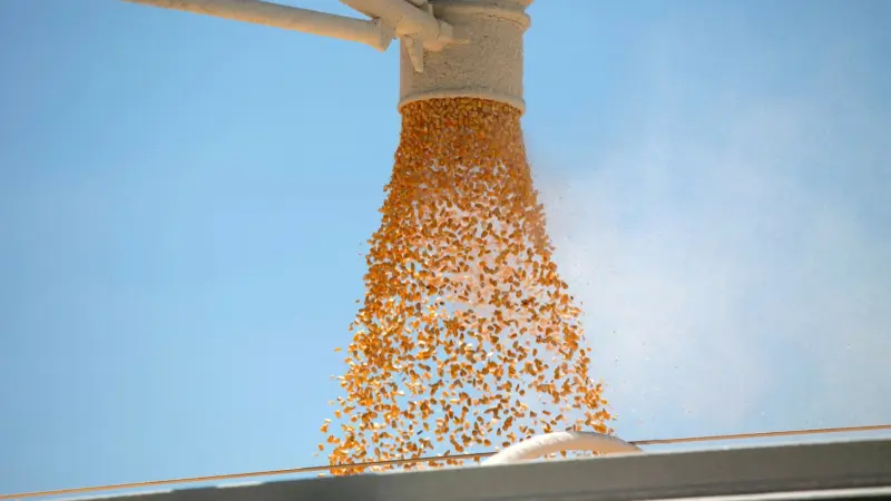 أسعار الذرة تنخفض لأدنى مستوى منذ ديسمبر 2020