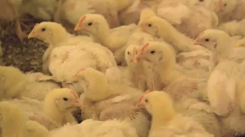 إنفلونزا الطيور تضرب منشأة دواجن في هذه الولاية الأميركية للمرة الأولى منذ 2022