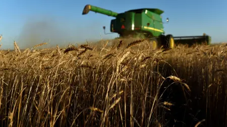 القمح الأوروبي يصعد إلى أعلى مستوى له منذ أغسطس