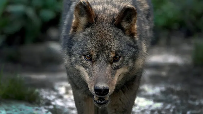 الذئاب تُثير أزمة في أوروبا.. ما القصة؟