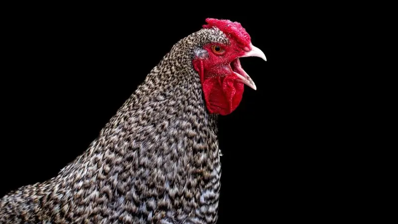 بعد ظهور حالة خطيرة.. ما أعراض إنفلونزا الطيور؟