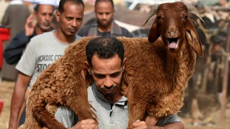 ارتفاع أسعار الأضاحي يحرم المصريين من فرحة العيد