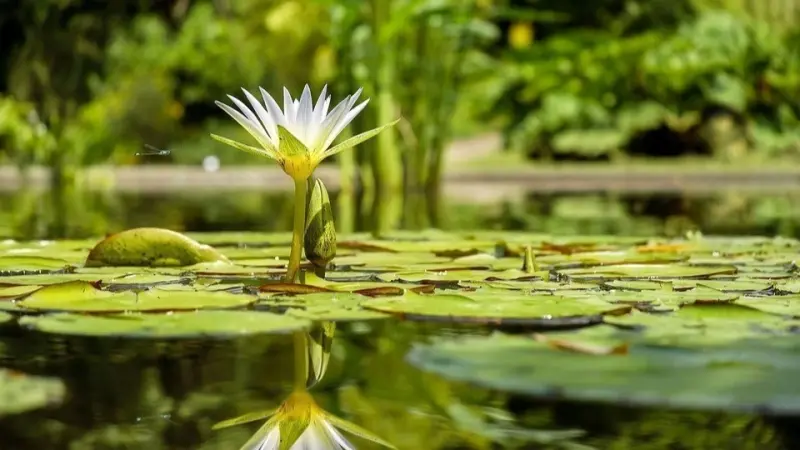 اكتشاف جديد.. نبتة تعالج الاكتئاب في البرازيل