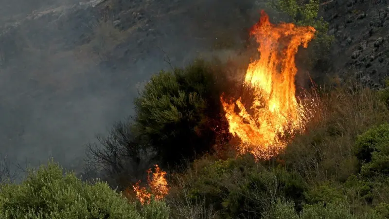 بعد حريق غابة الشريعة.. إليكم أسباب حرائق الغابات في الجزائر
