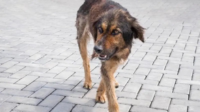 فيديو - الجزائر تسجل عدة حالات لداء الكلب خلال سنة 2025