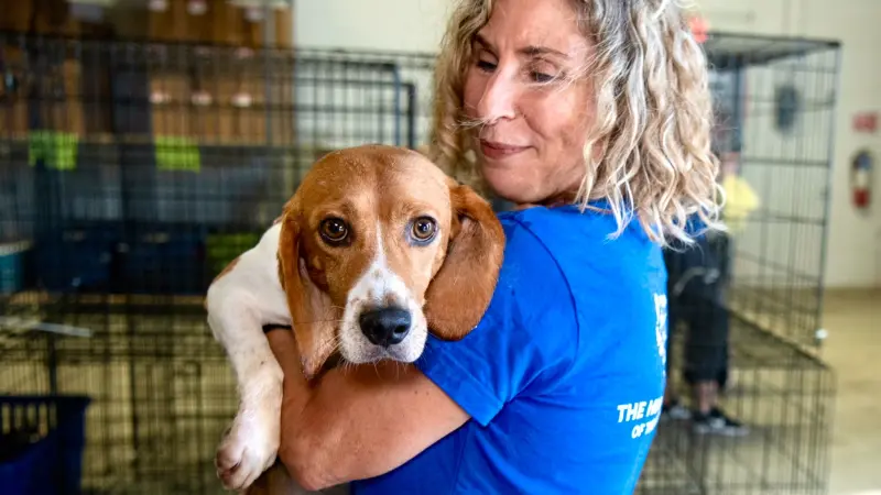 بعد إنقاذ 4000 كلب.. تغريم شركة كلاب أميركية بمبلغ 35 مليون دولار