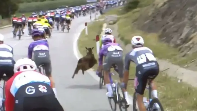 فيديو - لحظة تحبس الأنفاس.. ماعز يهاجم دراجا خلال سباق شهير