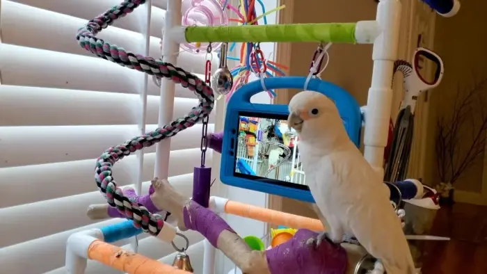 التواصل عن بعد مع حيوانك الأليف بات ممكنا.. بهذه الطريقة