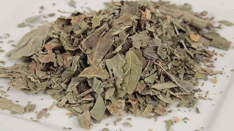 فوائد ورق السدر الصحية.. ما هي؟